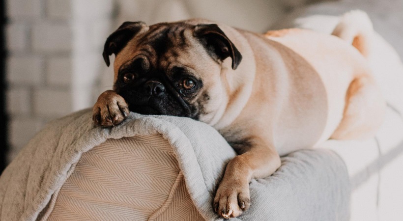 A dog sitting on the back of the couch in the living room of one of our apartments for rent in Nashville, TN.